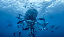 Ocean with David Attenborough