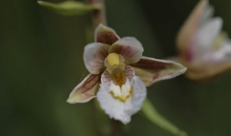 Orkidé-safari