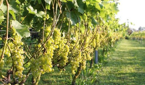 Tur på Rørmosegård VIN Tur på Rørmosegård VIN