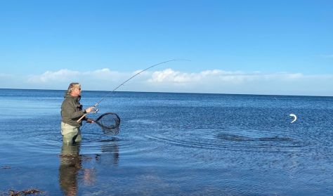 Hornfisk – nu med guide Hornfisk – nu med guide