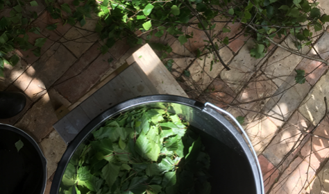 Workshop i plantefarvning - naturen