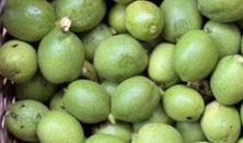 Workshop i plantefarvning - valnødder